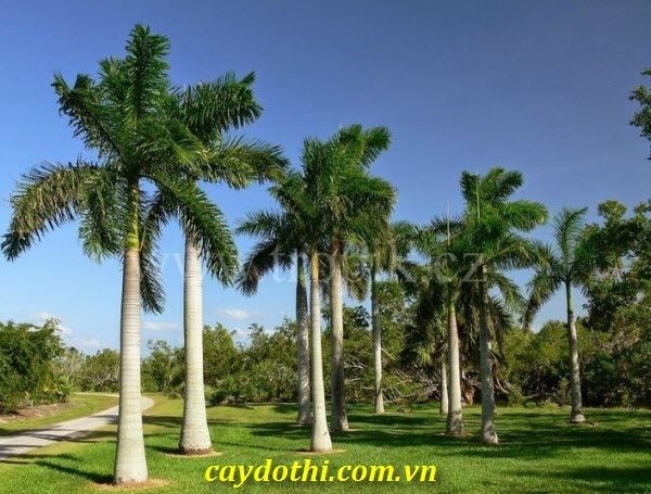 Cây Cau Vua - Loài cây phong thủy mang may mắn cho ngôi nhà của bạn.