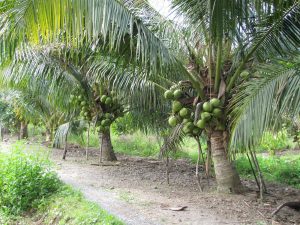 Cây Dừa - Cây Xanh Đô Thị - Cây Ăn Quả Có Giá Trị Kinh Tế Cao