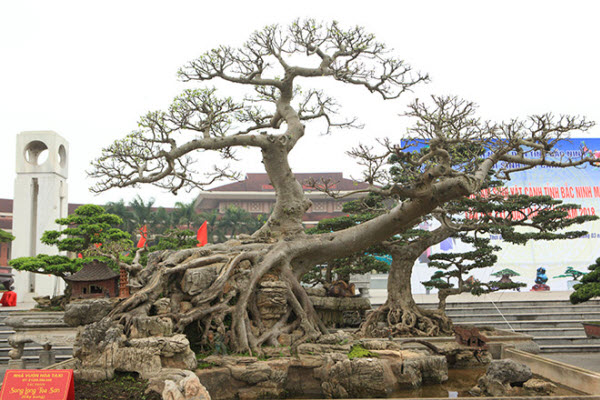 Cay Sung bonsai